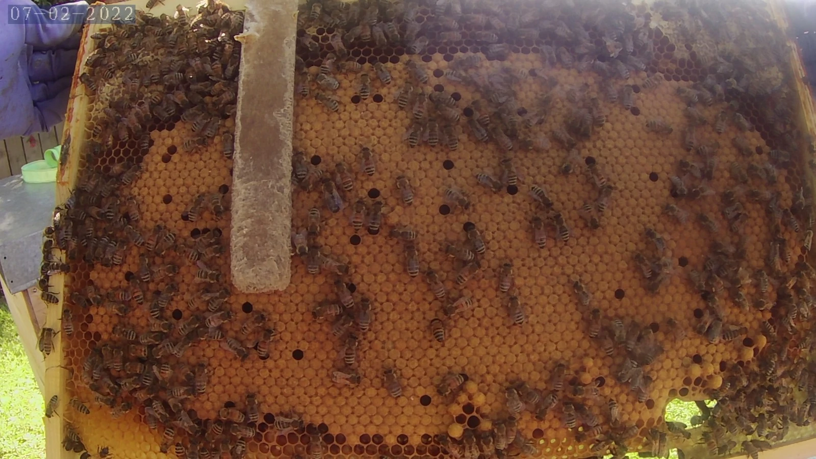 beekeeping nz - Jumbo brood frame