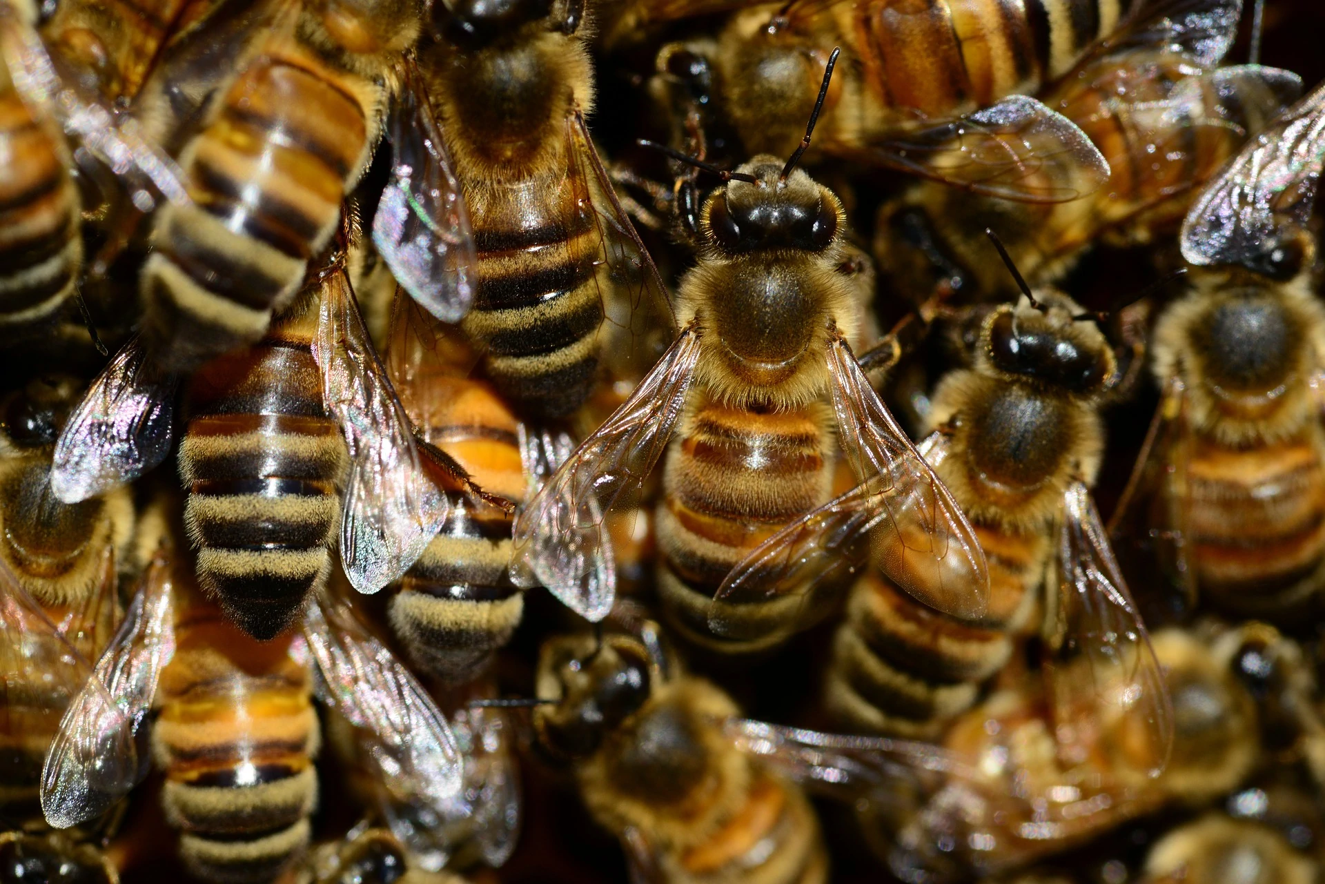 Partiful Bees Split and Treat - NZ Beekeeper