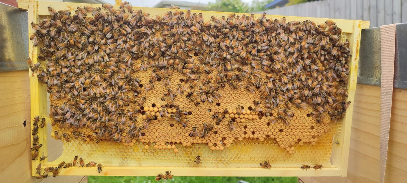 beekeeping in NZ - single brood frame